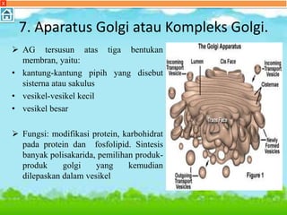 7. Aparatus Golgi atau Kompleks Golgi.
 AG tersusun atas tiga bentukan
membran, yaitu:
• kantung-kantung pipih yang disebut
sisterna atau sakulus
• vesikel-vesikel kecil
• vesikel besar
 Fungsi: modifikasi protein, karbohidrat
pada protein dan fosfolipid. Sintesis
banyak polisakarida, pemilihan produk-
produk golgi yang kemudian
dilepaskan dalam vesikel
X
 
