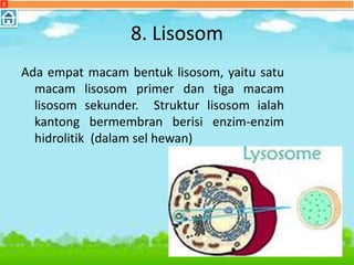 8. Lisosom
Ada empat macam bentuk lisosom, yaitu satu
macam lisosom primer dan tiga macam
lisosom sekunder. Struktur lisosom ialah
kantong bermembran berisi enzim-enzim
hidrolitik (dalam sel hewan)
X
 