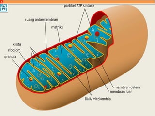 9. Mitokondria
Bagian-bagian utama mitokondria dibedakan menjadi dua,
yaitu bagian selaput atau membran dan bagian matriks.
Membran mitokondria ada dua yaitu membran luar dan
membran dalam. Antara membran dalam dan membran
luar terdapat ruang antarmembran yang berisi berbagai
macam enzim. Mitokondria berfungsi sebagai respirasi
seluler.
X
 