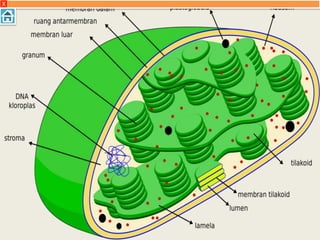 10. Kloroplas
Kloroplas. Merupakan organel bermembran
rangkap pada sel tanaman yang penting untuk
fotosintesis (yaitu sintesis karbohidrat dari
karbondioksida dan air dari udara dengan
menggunakan energi cahaya matahari) dan
fotofosforelasi (proses pada membran tilakoid
pada kloroplas yang merupakan reaksi
berantai transfer elektron diikuti proton
disertai dengan sintesis ATP terjadi sebagai
bagian dari reaksi terang pada fotosintesis).
X
 