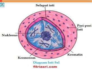 11. Sitoskeleton
sitoskeleton Merupakan rangka sel yang
memberi dan memelihara bentuk sel.
12. Inti Sel
Bagian –bagian yang menyusun inti sel antara
lain adalah membran inti, pori
membran,matriks inti sel (matriks), kromatin
atau kromosom, dan anak inti (nukleolus).
X
 
