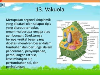 13. Vakuola
Merupakan organel sitoplamik
yang dibatasi oleh selaput tipis
yang disebut tonoplas,
umumnya berupa rongga atau
gembungan. Strukturnya
berupa vesikel besar yang
dibatasi membran besar dalam
tumbuhan dan berfungsi dalam
pencernaan, penyimpanan,
pembuangan zat sisa,
keseimbangan air,
pertumbuhan sel, dan
perlndungan
X
 