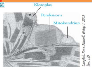 Bentuknya menyerupai bola-bola duri karena
adanya serat-serat radial
15. Peroksisom
Struktur peroksisom ialah kompartemen metabolik
terspesialisasi yang dibatasi membran tunggal.
Mengandung enzim-enzim yang mentransfer
hidrogen ke air, menghasilkan hidrogen peroksida
sebagai produk sampingan , yang diubah menjadi air
oleh enzim-enzim lain di peroksisom.
X
 