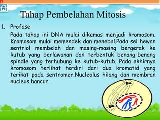 X
Tahap Pembelahan Mitosis
1. Profase
Pada tahap ini DNA mulai dikemas menjadi kromosom.
Kromosom mulai memendek dan menebal.Pada sel hewan
sentriol membelah dan masing-masing bergerak ke
kutub yang berlawanan dan terbentuk benang-benang
spindle yang terhubung ke kutub-kutub. Pada akhirnya
kromosom terlihat terdiri dari dua kromatid yang
terikat pada sentromer.Nucleolus hilang dan membran
nucleus hancur.
 