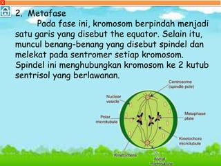 X
2. Metafase
Pada fase ini, kromosom berpindah menjadi
satu garis yang disebut the equator. Selain itu,
muncul benang-benang yang disebut spindel dan
melekat pada sentromer setiap kromosom.
Spindel ini menghubungkan kromosom ke 2 kutub
sentrisol yang berlawanan.
 
