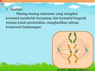 X
3. Anafase
Masing-masing sentromer yang mengikat
kromatid membelah bersamaan dan kromatid bergerak
menuju kutub pembelahan, menghasilkan salinan
kromosom berpasangan.
 