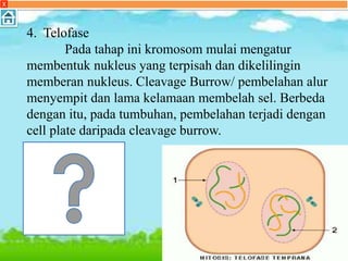X
4. Telofase
Pada tahap ini kromosom mulai mengatur
membentuk nukleus yang terpisah dan dikelilingin
memberan nukleus. Cleavage Burrow/ pembelahan alur
menyempit dan lama kelamaan membelah sel. Berbeda
dengan itu, pada tumbuhan, pembelahan terjadi dengan
cell plate daripada cleavage burrow.
 