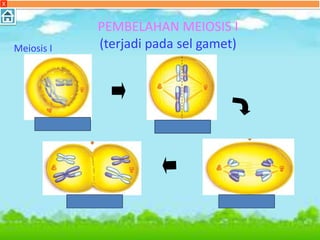 X
PEMBELAHAN MEIOSIS I
(terjadi pada sel gamet)Meiosis I
Profase I
Telofase I Anafase I
Metafase I
 