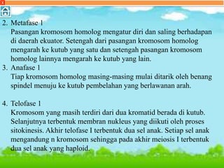 X
2. Metafase 1
Pasangan kromosom homolog mengatur diri dan saling berhadapan
di daerah ekuator. Setengah dari pasangan kromosom homolog
mengarah ke kutub yang satu dan setengah pasangan kromosom
homolog lainnya mengarah ke kutub yang lain.
3. Anafase 1
Tiap kromosom homolog masing-masing mulai ditarik oleh benang
spindel menuju ke kutub pembelahan yang berlawanan arah.
4. Telofase 1
Kromosom yang masih terdiri dari dua kromatid berada di kutub.
Selanjutnya terbentuk membran nukleus yang diikuti oleh proses
sitokinesis. Akhir telofase I terbentuk dua sel anak. Setiap sel anak
mengandung n kromosom sehingga pada akhir meiosis I terbentuk
dua sel anak yang haploid.
 