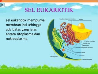 sel eukariotik mempunyai
membran inti sehingga
ada batas yang jelas
antara sitoplasma dan
nukleoplasma.
X
 