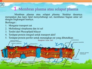 1
Membran plasma atau selaput plasma. Struktur dasarnya
merupakan dua lapis lipid menyelubungi sel, membatasi bagian antar sel
dengan lingkungan luarnya.
Berfungsi :
1. Mengatur transport zat
2. Melindungi sitoplasma dan isi sel
3. Terdiri dari Phosoplipid bilayer
4. Terdapat protein integral untuk transport aktif
5. Terdapat protein perifer untuk menangkap zat yang dibutuhkan
X
 