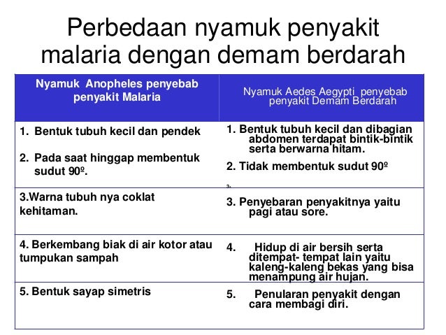 Perbedaan Nyamuk Malaria Dengan Nyamuk Demam Berdarah - Tips Membedakan