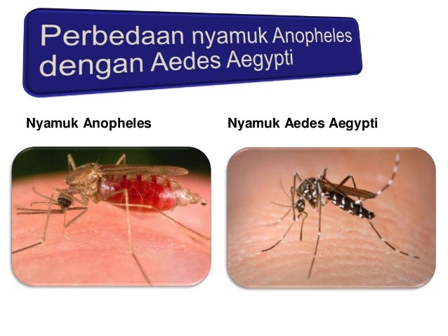 Perbedaan Nyamuk Malaria Dengan Nyamuk Demam Berdarah - Informasi Dunia