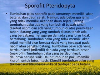 Sporofit Pteridopyta
• Tumbuhan paku sporofit pada umumnya memiliki akar,
batang, dan daun sejati. Namun, ada beberapa jenis
yang tidak memiliki akar dan daun sejati. Batang
tumbuhan paku ada yang tumbuh di bawah tanah
disebut rizom dan ada yang tumbuh di atas permukaan
tanah. Batang yang yang tumbuh di atas tanah ada
yang bercabang menggarpu dan ada yang lurus tidak
bercabang. Tumbuhan paku yang tidak memilki akar
sejati memilki akar berupa rizoid yang terdapat pada
rizom atau pangkal batang. Tumbuhan paku ada yang
berdaun kecil (mikrofil) dan ada yang berdaun besar
(makrofil). Tumbuhan paku yang berdaun kecil,
daunnya berupa sisik. Daun tumbuhan paku memiliki
klorofil untuk fotosintesis. Klorofil tumbuhan paku yang
tak berdaun atau berdaun kecil terdapat pada batang.
 