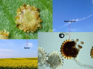 Sporangium
Sorus
 