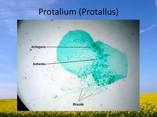 Protalium (Protallus)
 