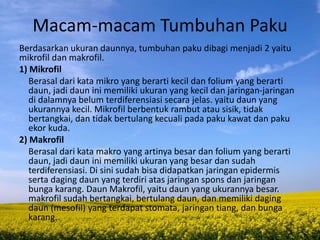 Macam-macam Tumbuhan Paku
Berdasarkan ukuran daunnya, tumbuhan paku dibagi menjadi 2 yaitu
mikrofil dan makrofil.
1) Mikrofil
Berasal dari kata mikro yang berarti kecil dan folium yang berarti
daun, jadi daun ini memiliki ukuran yang kecil dan jaringan-jaringan
di dalamnya belum terdiferensiasi secara jelas. yaitu daun yang
ukurannya kecil. Mikrofil berbentuk rambut atau sisik, tidak
bertangkai, dan tidak bertulang kecuali pada paku kawat dan paku
ekor kuda.
2) Makrofil
Berasal dari kata makro yang artinya besar dan folium yang berarti
daun, jadi daun ini memiliki ukuran yang besar dan sudah
terdiferensiasi. Di sini sudah bisa didapatkan jaringan epidermis
serta daging daun yang terdiri atas jaringan spons dan jaringan
bunga karang. Daun Makrofil, yaitu daun yang ukurannya besar.
makrofil sudah bertangkai, bertulang daun, dan memiliki daging
daun (mesofil) yang terdapat stomata, jaringan tiang, dan bunga
karang.
 