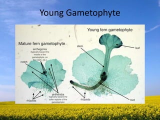 Young Gametophyte
 