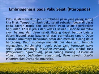 Embriogenesis pada Paku Sejati (Pteropsida)
Paku sejati mencakup jenis tumbuhan paku yang paling sering
kita lihat. Tempat tumbuh paku sejati sebagian besar di darat
pada daerah tropis dan subtropis. Paku sejati diperkirakan
berjumlah 12.000 jenis dari kelas Filicinae. Filicinae memiliki
akar, batang, dan daun sejati. Batang dapat berupa batang
dalam (rizom) atau batang di atas permukaan tanah. Daun
Filicinae umumnya berukuran besar dan memiliki tulang daun
bercabang. Daun mudanya memiliki ciri khas yaitu tumbuh
menggulung (circinnatus). Jenis paku yang termasuk paku
sejati yaitu Semanggi (Marsilea crenata), Paku tanduk rusa
(Platycerium bifurcatum), paku sarang burung (Asplenium
nidus), suplir (Adiantum cuneatum), Paku sawah (Azolla
pinnata), dan Dicksonia antarctica.
 