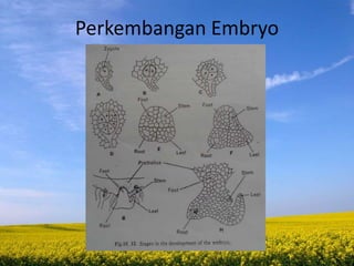 Perkembangan Embryo
 