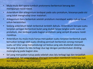 • Mula-mula dari spora tumbuh protonema berbentuk benang dan
mempunyai rizoid-rizoid.
• Anteridium dan arkegonium terdapat pada satu protalium, biasanya pada sisi
yang tidak menghadap sinar matahari.
• Arkegonium baru terbentuk setelah protalium mendapat waktu cukup lama
untuk berasimilasi.
• Sedang anteridium telah terbentuk terlebih dahulu. Anteridium berupa suatu
tonjolan jaringan berbentuk bulat yang duduk tanpa tangkai pada suatu sel
protalium, dan terdapat pada bagian protalium yang sempit di antara rizoid-
rizoidnya.
• Anteridium itu mula-mula hanya merupakan suatu tonjolan berbentuk papil,
kemudian terbagi oleh suatu dinding pemisah berbentuk corong menjadi
suatu sel telur yang menyelubungi sel kedua yang ada disebelah dalamnya.
Sel yang di dalam itu lalu terbagi dua lagi dengan pembentukan dinding
melengkung pada bagian atas.
• Sel yang merupakan tutup pada sebelah atas lalu terbagi lagi dan terjadilah
sel penutup. Sel yang letaknya ditengah kemudian membelah beberapa kali
dan menghasilkan spermatozoid.
 