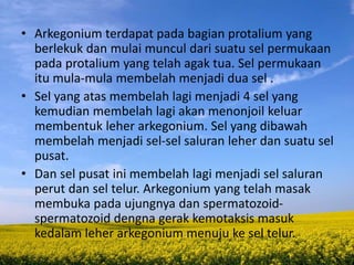 • Arkegonium terdapat pada bagian protalium yang
berlekuk dan mulai muncul dari suatu sel permukaan
pada protalium yang telah agak tua. Sel permukaan
itu mula-mula membelah menjadi dua sel .
• Sel yang atas membelah lagi menjadi 4 sel yang
kemudian membelah lagi akan menonjoil keluar
membentuk leher arkegonium. Sel yang dibawah
membelah menjadi sel-sel saluran leher dan suatu sel
pusat.
• Dan sel pusat ini membelah lagi menjadi sel saluran
perut dan sel telur. Arkegonium yang telah masak
membuka pada ujungnya dan spermatozoid-
spermatozoid dengna gerak kemotaksis masuk
kedalam leher arkegonium menuju ke sel telur.
 