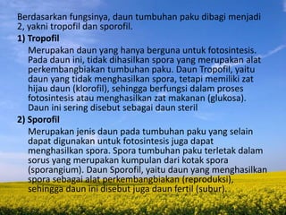 Berdasarkan fungsinya, daun tumbuhan paku dibagi menjadi
2, yakni tropofil dan sporofil.
1) Tropofil
Merupakan daun yang hanya berguna untuk fotosintesis.
Pada daun ini, tidak dihasilkan spora yang merupakan alat
perkembangbiakan tumbuhan paku. Daun Tropofil, yaitu
daun yang tidak menghasilkan spora, tetapi memiliki zat
hijau daun (klorofil), sehingga berfungsi dalam proses
fotosintesis atau menghasilkan zat makanan (glukosa).
Daun ini sering disebut sebagai daun steril
2) Sporofil
Merupakan jenis daun pada tumbuhan paku yang selain
dapat digunakan untuk fotosintesis juga dapat
menghasilkan spora. Spora tumbuhan paku terletak dalam
sorus yang merupakan kumpulan dari kotak spora
(sporangium). Daun Sporofil, yaitu daun yang menghasilkan
spora sebagai alat perkembangbiakan (reproduksi),
sehingga daun ini disebut juga daun fertil (subur).
 