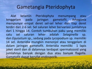 Gametangia Pteridophyta
Alat kelamin Pteridophyta menumpang atau
tenggelam pada jaringan gametofit. Arkegonia
mempunyai empat deret sel-sel leher dan tiap deret
terdiri dari 2-6 sel. Sel saluran leher bervariasi jumlahnya
dari 1 hingga 14. Contoh tumbuhan paku yang memiliki
satu sel saluran leher adalah Selaginella sp.
dan Equisetum sp., sedang pada Lycopodium sp. memiliki
14 sel. Anteridia mungkin menonjol atau tenggelam di
dalam jaringan gametofit. Anteridia memiliki 1 lapis
jaket steril dan di dalamnya terdapat spermatozoid yang
jumlahnya banyak dengan dua atau banyak flagella.
Gametofit dapat bersifat endosporik.
 