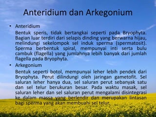 Anteridium dan Arkegonium
• Anteridium
Bentuk speris, tidak bertangkai seperti pada Bryophyta.
Bagian luar terdiri dari selapis dinding yang berwarna hijau,
melindungi sekelompok sel induk sperma (spermatosit).
Sperma berbentuk spiral, mempunyai inti serta bulu
cambuk (flagella) yang jumlahnya lebih banyak dari jumlah
flagella pada Bryophyta.
• Arkegonium
Bentuk seperti botol, mempunyai leher lebih pendek dari
Bryophyta. Perut dilindungi oleh jaringan gametofit. Sel
saluran leher hanya dua, sel saluran perut sebanyak satu
dan sel telur berukuran besar. Pada waktu masak, sel
saluran leher dan sel saluran perut mengalami disintegrasi
ke dalam massa yang berlendir dan merupakan lintasan
bagi sperma yang akan membuahi sel telur.
 