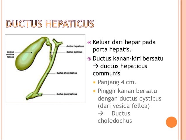 Ductus cysticus. Ductus cysticus
