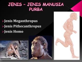 Jenis Meganthropus 
Jenis Pithecanthropus 
Jenis Homo 
 