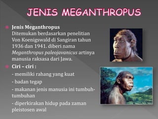  Jenis Meganthropus 
Ditemukan berdasarkan penelitian 
Von Koenigswald di Sangiran tahun 
1936 dan 1941. diberi nama 
Meganthropus paleojavanicus artinya 
manusia raksasa dari Jawa. 
 Ciri – ciri : 
- memiliki rahang yang kuat 
- badan tegap 
- makanan jenis manusia ini tumbuh-tumbuhan 
- diperkirakan hidup pada zaman 
pleistosen awal 
 