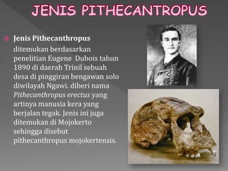  Jenis Pithecanthropus 
ditemukan berdasarkan 
penelitian Eugene Dubois tahun 
1890 di daerah Trinil sebuah 
desa di pinggiran bengawan solo 
diwilayah Ngawi. diberi nama 
Pithecanthropus erectus yang 
artinya manusia kera yang 
berjalan tegak. Jenis ini juga 
ditemukan di Mojokerto 
sehingga disebut 
pithecanthropus mojokertensis. 
 