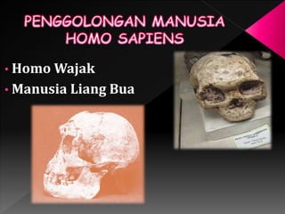 • Homo Wajak 
• Manusia Liang Bua 
 
