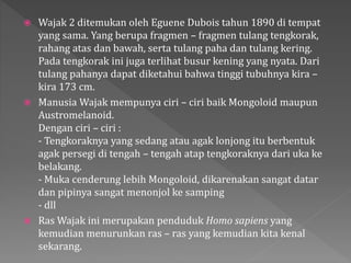  Wajak 2 ditemukan oleh Eguene Dubois tahun 1890 di tempat 
yang sama. Yang berupa fragmen – fragmen tulang tengkorak, 
rahang atas dan bawah, serta tulang paha dan tulang kering. 
Pada tengkorak ini juga terlihat busur kening yang nyata. Dari 
tulang pahanya dapat diketahui bahwa tinggi tubuhnya kira – 
kira 173 cm. 
 Manusia Wajak mempunya ciri – ciri baik Mongoloid maupun 
Austromelanoid. 
Dengan ciri – ciri : 
- Tengkoraknya yang sedang atau agak lonjong itu berbentuk 
agak persegi di tengah – tengah atap tengkoraknya dari uka ke 
belakang. 
- Muka cenderung lebih Mongoloid, dikarenakan sangat datar 
dan pipinya sangat menonjol ke samping 
- dll 
 Ras Wajak ini merupakan penduduk Homo sapiens yang 
kemudian menurunkan ras – ras yang kemudian kita kenal 
sekarang. 
 