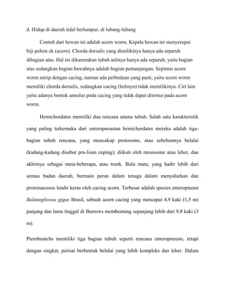 d. Hidup di daerah tidal berlumpur, di lubang-lubang

      Contoh dari hewan ini adalah acorn worm. Kepala hewan ini menyerupai
biji pohon ek (acorn). Chorda dorsalis yang dimilikinya hanya ada separuh
dibagian atas. Hal ini dikarenakan tubuh aslinya hanya ada separuh, yaitu bagian
atas sedangkan bagian bawahnya adalah bagian pemanjangan. Sepintas acorn
worm mirip dengan cacing, namun ada perbedaan yang pasti, yaitu acorn worm
memiliki chorda dorsalis, sedangkan cacing (helmyn) tidak memilikinya. Ciri lain
yaitu adanya bentuk annulus pada cacing yang tidak dapat ditemui pada acorn
worm.

      Hemichordates memiliki dua rencana utama tubuh. Salah satu karakteristik

yang paling terkemuka dari enteropneustan hemichordates mereka adalah tiga-

bagian tubuh rencana, yang mencakup protosome, atau sebelumnya belalai

(kadang-kadang disebut pra-lisan cuping); diikuti oleh mesosome atau leher, dan

akhirnya sebagai meta-beberapa, atau trunk. Bulu mata, yang hadir lebih dari

semua badan daerah, bermain peran dalam tenaga dalam menyalurkan dan

proteinaceous lendir keras oleh cacing acorn. Terbesar adalah spesies enteropneust

Balanoglossus gigas Brasil, sebuah acorn cacing yang mencapai 4,9 kaki (1,5 m)

panjang dan lama tinggal di Burrows membentang sepanjang lebih dari 9,8 kaki (3

m).


Pterobranchs memiliki tiga bagian tubuh seperti rencana enteropneusts, tetapi

dengan singkat, perisai berbentuk belalai yang lebih kompleks dan leher. Dalam
 