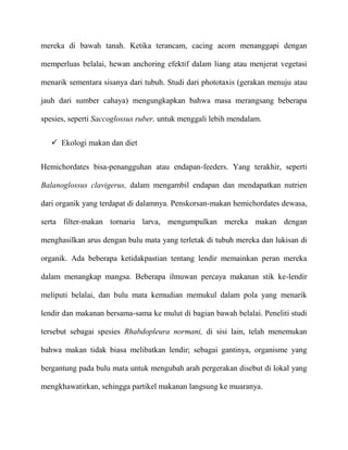 mereka di bawah tanah. Ketika terancam, cacing acorn menanggapi dengan

memperluas belalai, hewan anchoring efektif dalam liang atau menjerat vegetasi

menarik sementara sisanya dari tubuh. Studi dari phototaxis (gerakan menuju atau

jauh dari sumber cahaya) mengungkapkan bahwa masa merangsang beberapa

spesies, seperti Saccoglossus ruber, untuk menggali lebih mendalam.


    Ekologi makan dan diet


Hemichordates bisa-penangguhan atau endapan-feeders. Yang terakhir, seperti

Balanoglossus clavigerus, dalam mengambil endapan dan mendapatkan nutrien

dari organik yang terdapat di dalamnya. Penskorsan-makan hemichordates dewasa,

serta filter-makan tornaria larva, mengumpulkan mereka makan dengan

menghasilkan arus dengan bulu mata yang terletak di tubuh mereka dan lukisan di

organik. Ada beberapa ketidakpastian tentang lendir memainkan peran mereka

dalam menangkap mangsa. Beberapa ilmuwan percaya makanan stik ke-lendir

meliputi belalai, dan bulu mata kemudian memukul dalam pola yang menarik

lendir dan makanan bersama-sama ke mulut di bagian bawah belalai. Peneliti studi

tersebut sebagai spesies Rhabdopleura normani, di sisi lain, telah menemukan

bahwa makan tidak biasa melibatkan lendir; sebagai gantinya, organisme yang

bergantung pada bulu mata untuk mengubah arah pergerakan disebut di lokal yang

mengkhawatirkan, sehingga partikel makanan langsung ke muaranya.
 