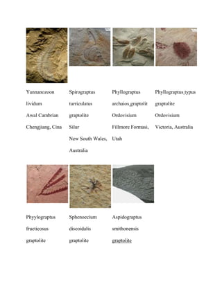 Yannanozoon        Spirograptus     Phyllograptus        Phyllograptus typus

lividum            turriculatus     archaios graptolit   graptolite

Awal Cambrian      graptolite       Ordovisium           Ordovisium

Chengjiang, Cina   Silur            Fillmore Formasi,    Victoria, Australia

                   New South Wales, Utah

                   Australia




Phyylograptus      Sphenoecium      Aspidograptus

fructicosus        discoidalis      smithonensis

graptolite         graptolite       graptolite
 