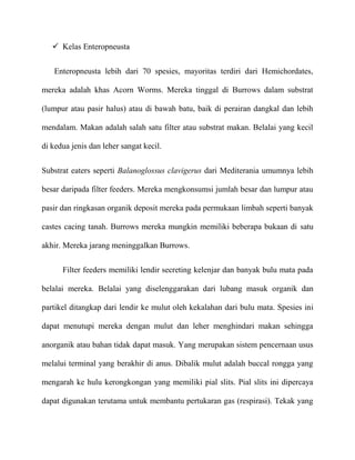  Kelas Enteropneusta


   Enteropneusta lebih dari 70 spesies, mayoritas terdiri dari Hemichordates,

mereka adalah khas Acorn Worms. Mereka tinggal di Burrows dalam substrat

(lumpur atau pasir halus) atau di bawah batu, baik di perairan dangkal dan lebih

mendalam. Makan adalah salah satu filter atau substrat makan. Belalai yang kecil

di kedua jenis dan leher sangat kecil.


Substrat eaters seperti Balanoglossus clavigerus dari Mediterania umumnya lebih

besar daripada filter feeders. Mereka mengkonsumsi jumlah besar dan lumpur atau

pasir dan ringkasan organik deposit mereka pada permukaan limbah seperti banyak

castes cacing tanah. Burrows mereka mungkin memiliki beberapa bukaan di satu

akhir. Mereka jarang meninggalkan Burrows.


      Filter feeders memiliki lendir secreting kelenjar dan banyak bulu mata pada

belalai mereka. Belalai yang diselenggarakan dari lubang masuk organik dan

partikel ditangkap dari lendir ke mulut oleh kekalahan dari bulu mata. Spesies ini

dapat menutupi mereka dengan mulut dan leher menghindari makan sehingga

anorganik atau bahan tidak dapat masuk. Yang merupakan sistem pencernaan usus

melalui terminal yang berakhir di anus. Dibalik mulut adalah buccal rongga yang

mengarah ke hulu kerongkongan yang memiliki pial slits. Pial slits ini dipercaya

dapat digunakan terutama untuk membantu pertukaran gas (respirasi). Tekak yang
 
