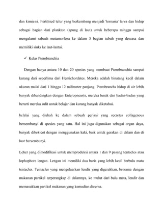 dan kimiawi. Fertilised telur yang berkembang menjadi 'tornaria' larva dan hidup

sebagai bagian dari plankton (apung di laut) untuk beberapa minggu sampai

mengalami sebuah metamorfosa ke dalam 3 bagian tubuh yang dewasa dan

memiliki sinks ke laut-lantai.


    Kelas Pterobranchia


   Dengan hanya antara 10 dan 20 spesies yang membuat Pterobranchia sampai

kurang dari seperlima dari Hemichordates. Mereka adalah binatang kecil dalam

ukuran mulai dari 1 hingga 12 milimeter panjang. Pterobranchs hidup di air lebih

banyak dibandingkan dengan Enteropneusts, mereka lunak dan badan-badan yang

berarti mereka sulit untuk belajar dan kurang banyak diketahui.


belalai yang diubah ke dalam sebuah perisai yang secretes collagenous

bersembunyi di spesies yang satu. Hal ini juga digunakan sebagai organ daya,

banyak dibekicot dengan menggunakan kaki, baik untuk gerakan di dalam dan di

luar bersembunyi.


Leher yang dimodifikasi untuk memproduksi antara 1 dan 9 pasang tentacles atau

lophophore lengan. Lengan ini memiliki dua baris yang lebih kecil berbulu mata

tentacles. Tentacles yang mengeluarkan lendir yang digerakkan, bersama dengan

makanan partikel terperangkap di dalamnya, ke mulut dari bulu mata, lendir dan

memasukkan partikel makanan yang kemudian dicerna.
 