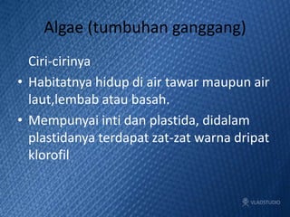 Algae (tumbuhan ganggang)
Ciri-cirinya
• Habitatnya hidup di air tawar maupun air
laut,lembab atau basah.
• Mempunyai inti dan plastida, didalam
plastidanya terdapat zat-zat warna dripat
klorofil
 