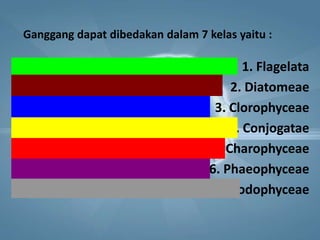 1. Flagelata
2. Diatomeae
3. Clorophyceae
4. Conjogatae
5. Charophyceae
6. Phaeophyceae
7. Rodophyceae
Ganggang dapat dibedakan dalam 7 kelas yaitu :
 