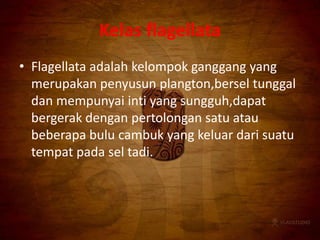 Kelas flagellata
• Flagellata adalah kelompok ganggang yang
merupakan penyusun plangton,bersel tunggal
dan mempunyai inti yang sungguh,dapat
bergerak dengan pertolongan satu atau
beberapa bulu cambuk yang keluar dari suatu
tempat pada sel tadi.
 