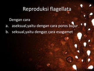 Reproduksi flagellata
Dengan cara
a. aseksual,yaitu dengan cara poros bujur
b. seksual,yaitu dengan cara esogamet
 