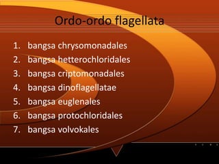 Ordo-ordo flagellata
1. bangsa chrysomonadales
2. bangsa hetterochloridales
3. bangsa criptomonadales
4. bangsa dinoflagellatae
5. bangsa euglenales
6. bangsa protochloridales
7. bangsa volvokales
 