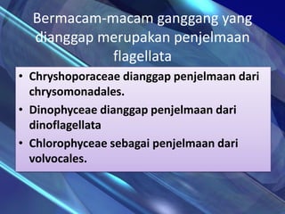 Bermacam-macam ganggang yang
dianggap merupakan penjelmaan
flagellata
• Chryshoporaceae dianggap penjelmaan dari
chrysomonadales.
• Dinophyceae dianggap penjelmaan dari
dinoflagellata
• Chlorophyceae sebagai penjelmaan dari
volvocales.
 
