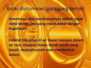 Kelas diatomeae (ganggang kersik)
diatomeae atau basillariophyta adalah jasad
renik bersel satu yang masih dekat dengan
flagellatae.
habitat hidupnya di air tawar maupun dalam
air laut, maupun diatas tanah-tanah yang
basah, terpisah-pisah atau membentuk
koloni.
 