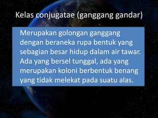 Kelas conjugatae (ganggang gandar)
Merupakan golongan ganggang
dengan beraneka rupa bentuk yang
sebagian besar hidup dalam air tawar.
Ada yang bersel tunggal, ada yang
merupakan koloni berbentuk benang
yang tidak melekat pada suatu alas.
 