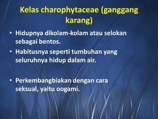 Kelas charophytaceae (ganggang
karang)
• Hidupnya dikolam-kolam atau selokan
sebagai bentos.
• Habitusnya seperti tumbuhan yang
seluruhnya hidup dalam air.
• Perkembangbiakan dengan cara
seksual, yaitu oogami.
 