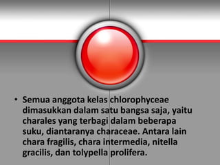 • Semua anggota kelas chlorophyceae
dimasukkan dalam satu bangsa saja, yaitu
charales yang terbagi dalam beberapa
suku, diantaranya characeae. Antara lain
chara fragilis, chara intermedia, nitella
gracilis, dan tolypella prolifera.
 